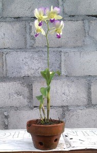 Dendrobium 2