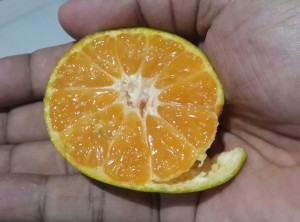 Kulit jeruk tipis dan mudah dikupas.